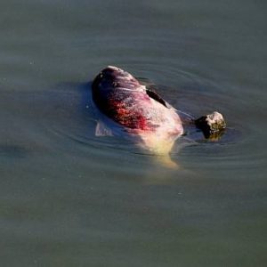 V Dyji na Břeclavsku uhynuly desítky ryb