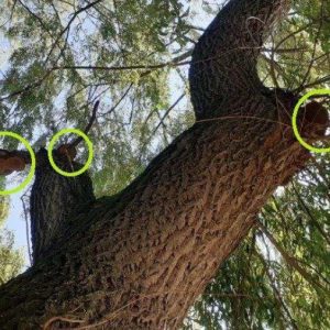 Zdravotní ošetření vrb zvýší stabilitu stromů a zajistí bezpečnost na cyklostezce