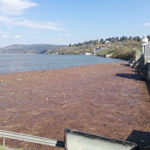 Povodí Moravy odklízí z vodní nádrže Brno stovky tun spláví