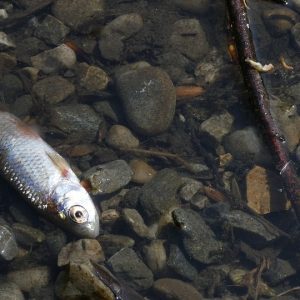 Za úhynem ryb v Odře stál nedostatek kyslíku